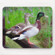 2 patos selvagens em uma cerca Mousepad