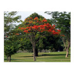 A árvore de florescência vermelha no jardim cartões postais