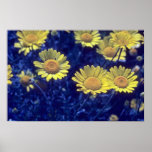a camomila do tintureiro amarelo, (Anthemis Tincto Impressão