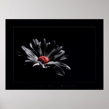 a flor colore o preto pôsteres