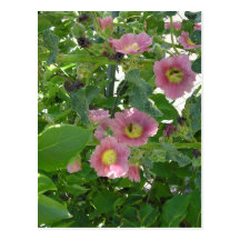 A flor selvagem da avó cartões postais
