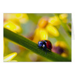 A joaninha no Ragwort floresce o cartão de nota