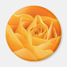 A laranja elegante aumentou imãs