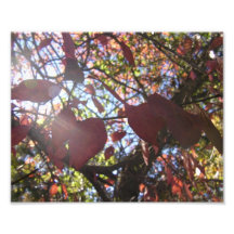 A luz brilha arte de fotos