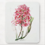 A orquídea - traga alguma feminilidade a sua casa mouse pads