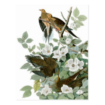 A pomba de lamentação de Audubon Cartão Postal