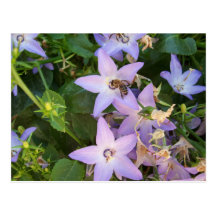 Abelha em uma flor cartões postais
