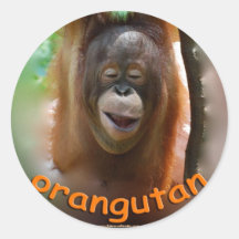 ADOTE ESTE MENINO:  Orangotango feliz Adesivo Em Formato Redondo