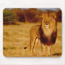 África, Namíbia, Okonjima. Leão masculino solitári Mouse Pad