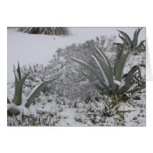Agave sob a neve cartões