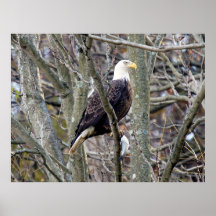Águia americana com almoço poster