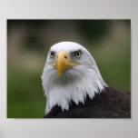 águia americana pôsteres