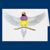 Alaranjado-cabeça Gouldian - gouldiae de Erythrura postais