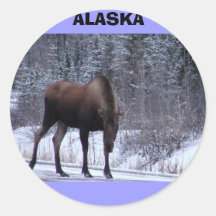 Alces de Alaska Adesivo