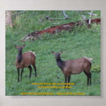 Alces de Montana Impressão