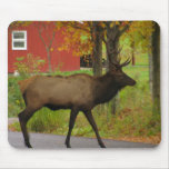 Alces obtidos? mousepads