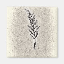 Algas decorativas imas