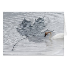 Alimentação da cisne cartao