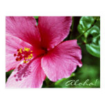 Aloha! Hibiscus cor-de-rosa Cartão Postal