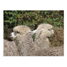 Alpaca, Parque Llaviucu, Equador Cartões Postais