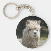 Alpaca, Parque Llaviucu, Equador Chaveiros