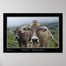 ~ alpino Kaunertal das vacas, Áustria Posters