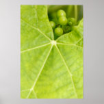 Amadurecendo uvas posters