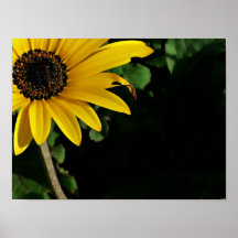Amarelo e preto pôsteres