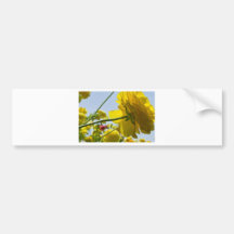 Amarelo retroiluminado 1 adesivos