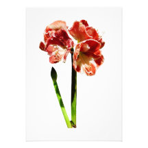Amaryllis vermelho e branco com botão convites personalizado