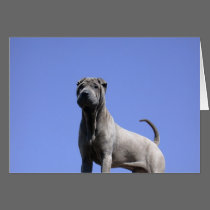 Ame-me, ame-o meu cão… postais