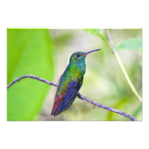 Ámérica do Sul, Costa Rica, Sarapiqui, Selva do La Artes De Fotos