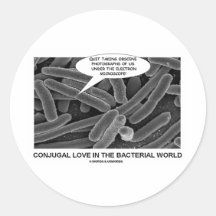 Amor Conjugal no mundo bacteriano Adesivo