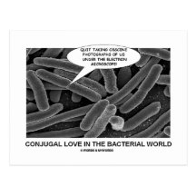 Amor Conjugal no mundo bacteriano Cartão Postal