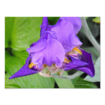 Anatomia da coleção da tulipa mim impressão de foto