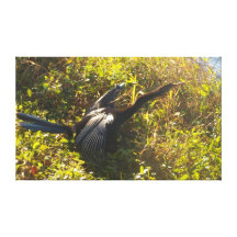 Anhinga no alerta impressão de canvas esticadas