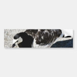 Animal do ganso de Barnacle Adesivos