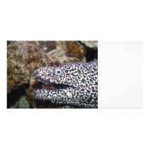 animal manchado do aquário do lado direito da engu cartões de fotografias