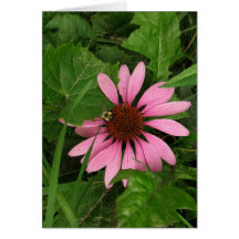 Aniversário-echinacea Português-feliz Cartoes