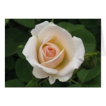 Aniversário-rosa Português-feliz Cartoes