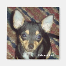 Anjo da chihuahua imãs