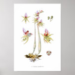 Aphyllus de Epipogon Poster