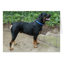 Apollo o cartão de Rottweiler