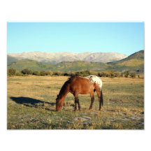 Appaloosa nas montanhas rochosas arte de fotos