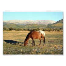 Appaloosa nas montanhas rochosas impressão de foto