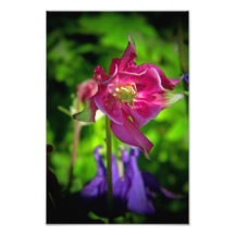 Aquilegia Fotos