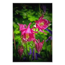 Aquilegias Fotografia