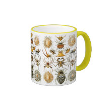 Aracnídeos (aranhas), Ernst Haeckel Caneca