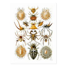 Aracnídeos (aranhas), Ernst Haeckel Cartao Postal