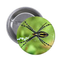 Aranha da esfera boton